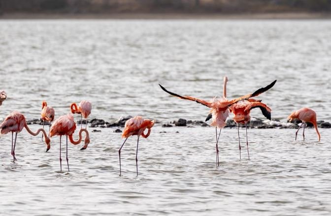 Natural Wonders of Curacao Jan Thiel Salt Pans